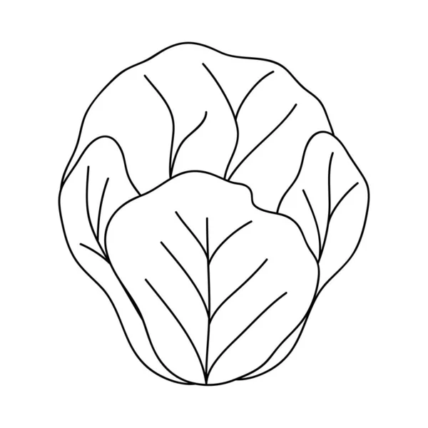 Ikona warzywna sałata, linia stylu — Wektor stockowy