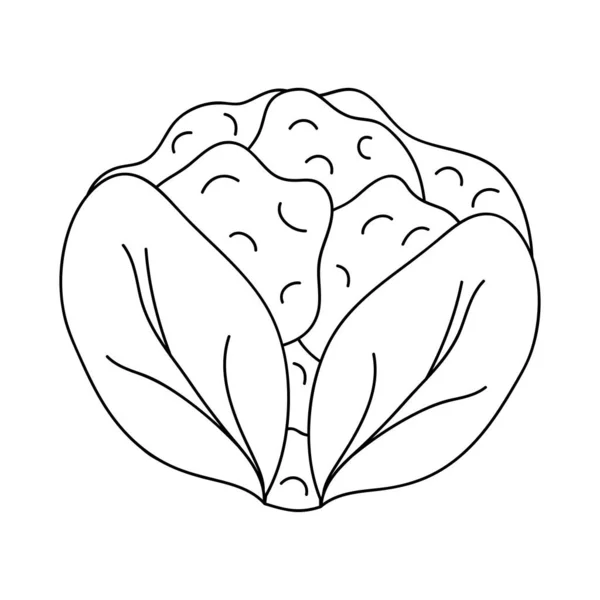 Ikona warzywna kalafior, linia stylu — Wektor stockowy
