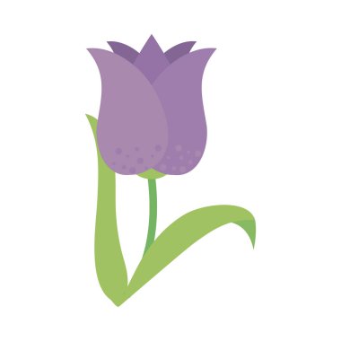 Güzel mor lale ikonu, renkli tasarım.