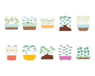 Filizlenmiş taneler.