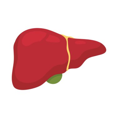 İnsan karaciğer simgesi