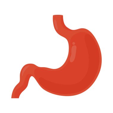 İnsan midesi tasarımı
