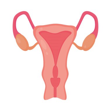 kadın üreme sistemi