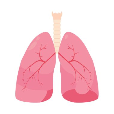 İnsan ciğerleri tasarımı
