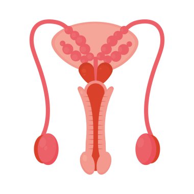 erkek üreme sistemi