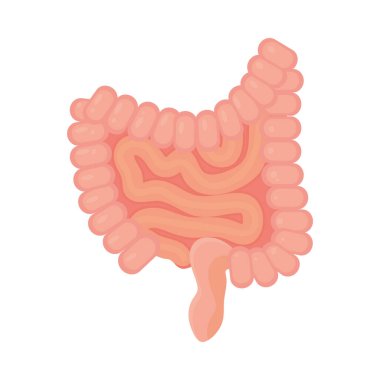 İnsan bağırsakları tasarımı