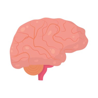 İnsan beyin organı