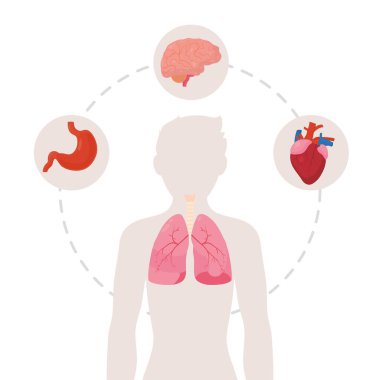 İnsan organları çizimi