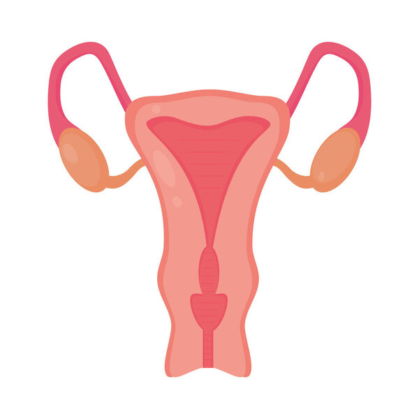 женская репродуктивная система