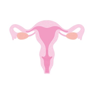 pembe kadın uterusu