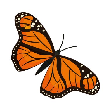 Boyalı Bayan Kelebek