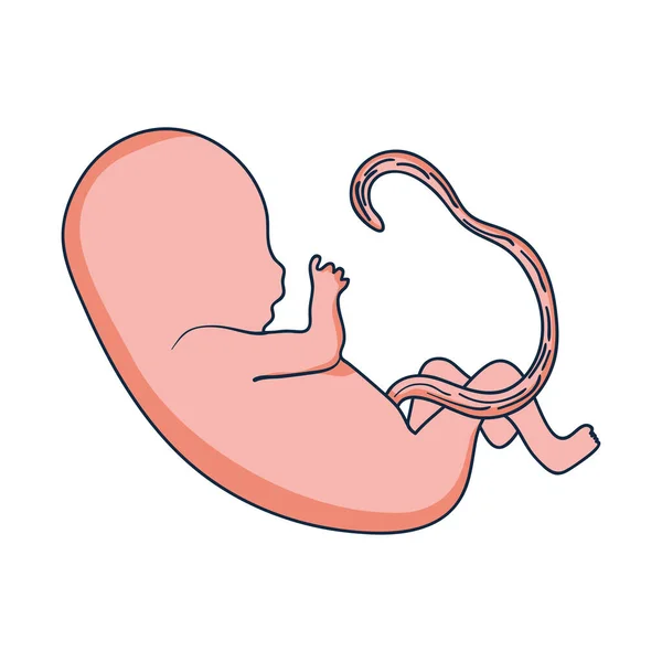 Baby fetus icon — Stock Vector