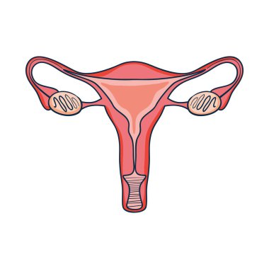 kadın rahim tasarımı