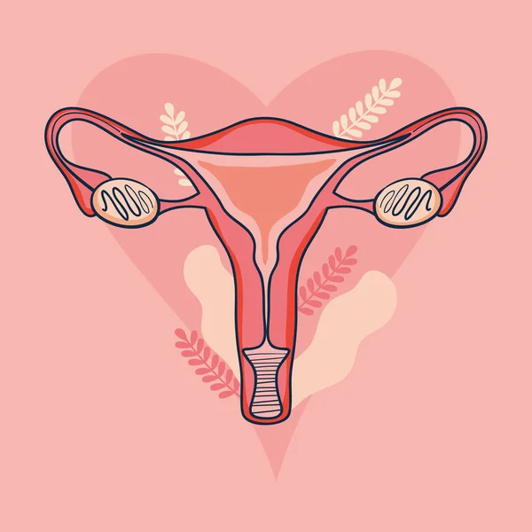 Female uterus illustration — Stock Vector