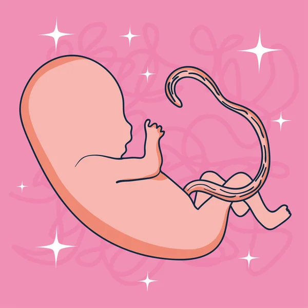 Baby fetus illustration — Stock Vector