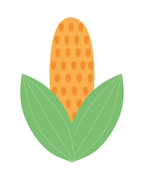 Corn with leaves — Stock Vector