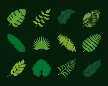 Tropik palmiye yaprakları