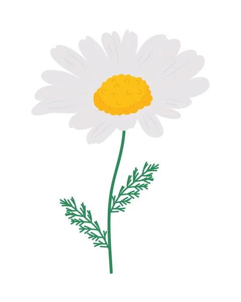 Camomille fleur illustration — Image vectorielle