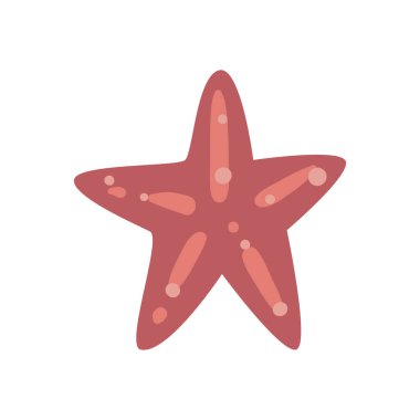 deniz yıldızı deniz canlıları