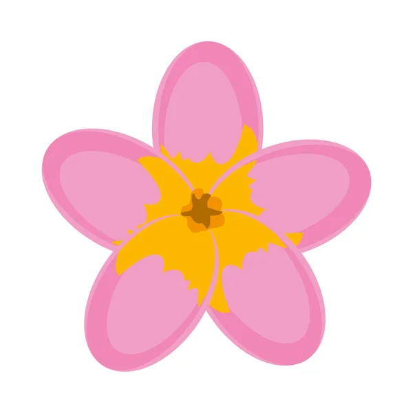 Rosa und orange Blume — Stockvektor