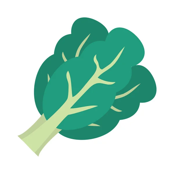 Lechuga icono imagen — Vector de stock