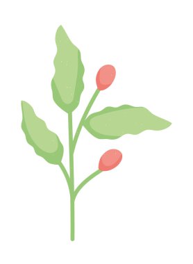 Kahve çekirdekleri ve yapraklar