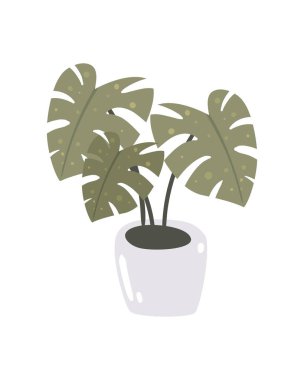 saksı bitkisi dekorasyonu