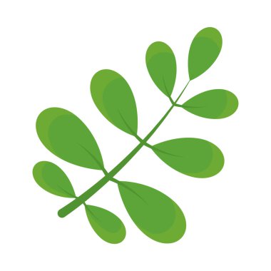 Yuvarlak yapraklı kök