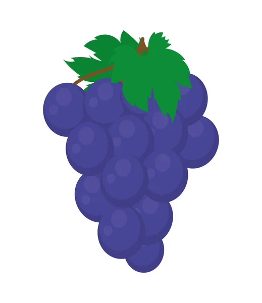 Racimo de uvas — Vector de stock