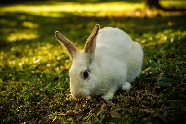 Белый кролик идет по поляне — стоковое фото