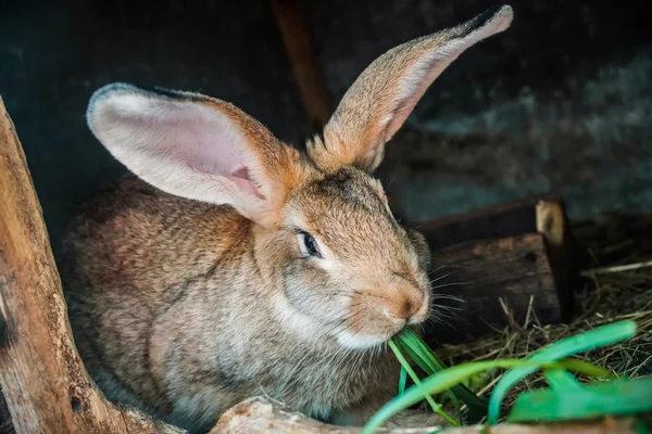 Кролик ест зеленую траву в летний день — стоковое фото