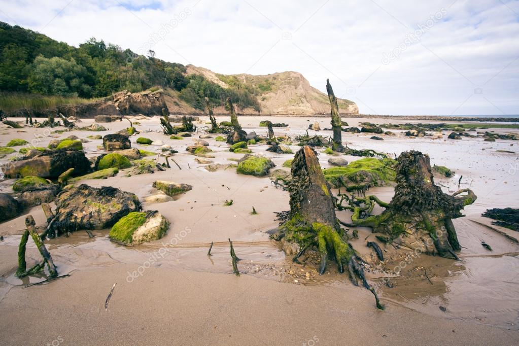 Tree stumps and rocks on beach