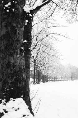 Karlı ağaçlar ve dalları kış manzara dondurma dondurulmuş