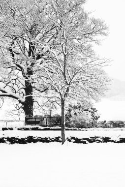 Karlı ağaçlar ve dalları kış manzara dondurma dondurulmuş