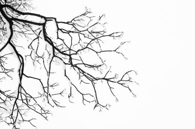 Karlı ağaçlar ve dalları kış manzara dondurma dondurulmuş