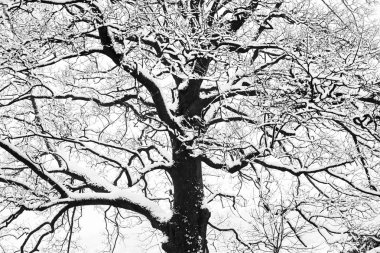 Karlı ağaçlar ve dalları kış manzara dondurma dondurulmuş