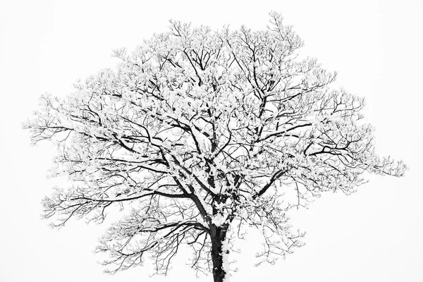 Alberi e rami innevati congelati in un paesaggio invernale gelido — Foto Stock