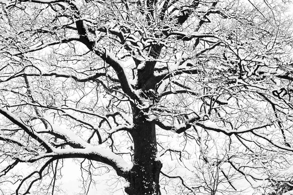 Zasněžené stromy a větve v mrazivém Zimní krajina — Stock fotografie