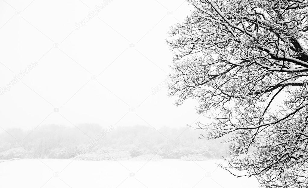 Frozen snowy trees and branches in freezing winter landscape