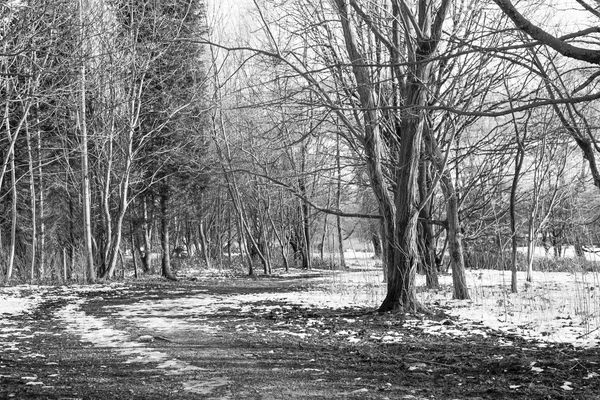 Árboles en paisaje invernal congelado — Foto de Stock