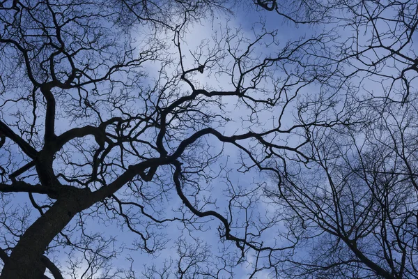 Bäume in gefrorener Winterlandschaft — Stockfoto