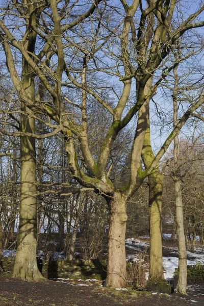 Árboles en paisaje invernal congelado —  Fotos de Stock