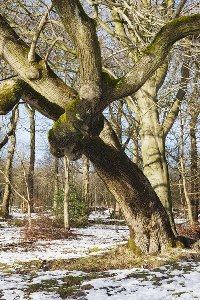 얼어붙은 겨울 풍경에 나무 — 스톡 사진