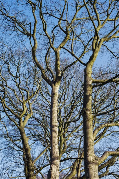 Árboles en paisaje invernal congelado —  Fotos de Stock