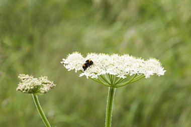 Kır çiçeği üzerinde dinlenme arı