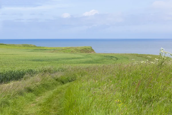 Sentiero costiero a Flamborough Head, Yorkshire, Regno Unito — Foto Stock