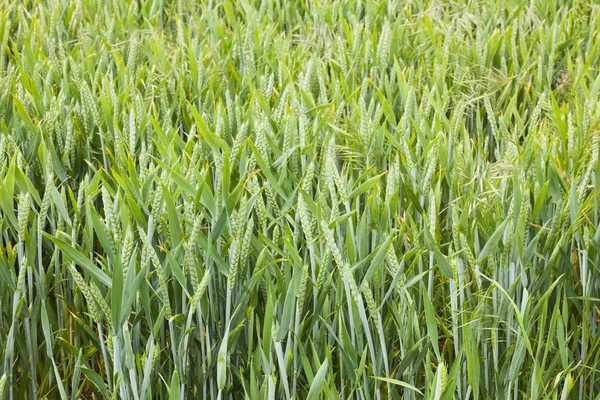 Barley growing in Yorkshire field — Stock Photo, Image