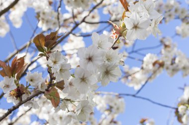 Mavi gökyüzü ile güzel bahar çiçeği