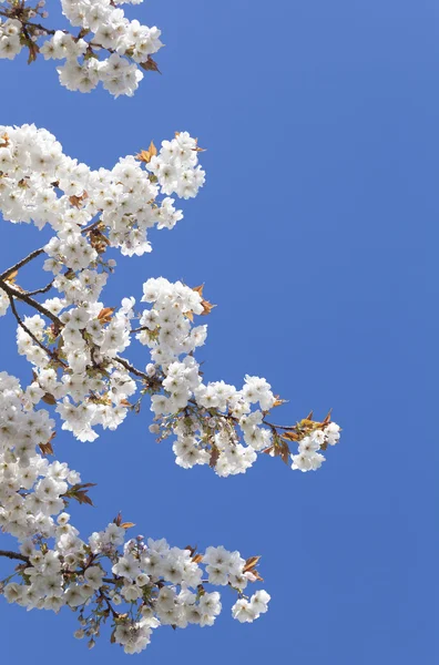 Pretty spring blossom with blue sky — Stock Photo, Image