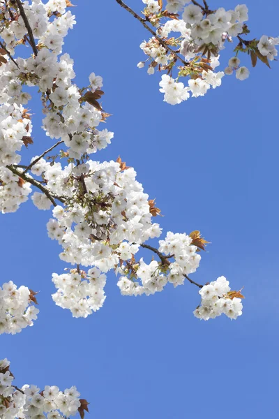Pretty spring blossom with blue sky — Stock Photo, Image